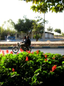 Flowers of Barier - Khayyam boulevard - Nishapur 12