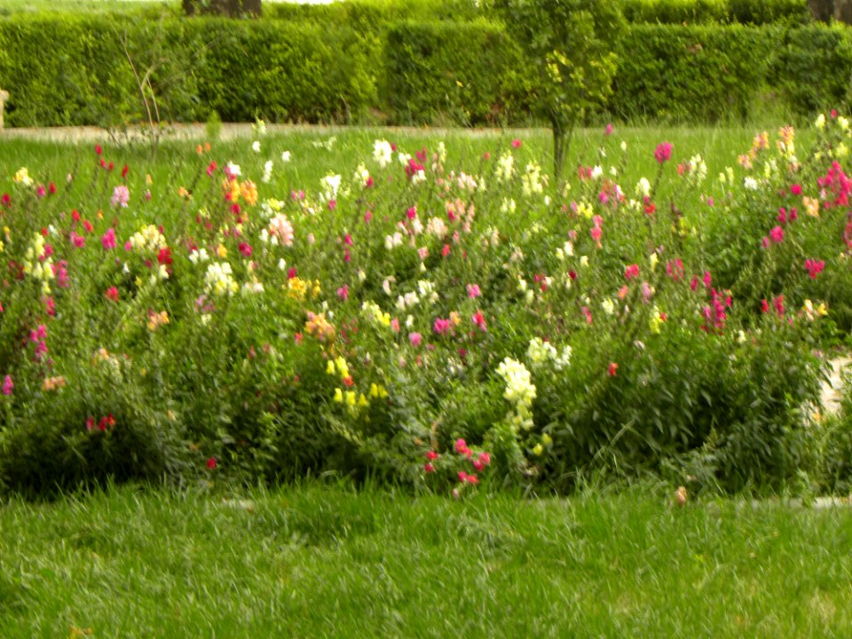 Flowers in Amin Islami Park (4)