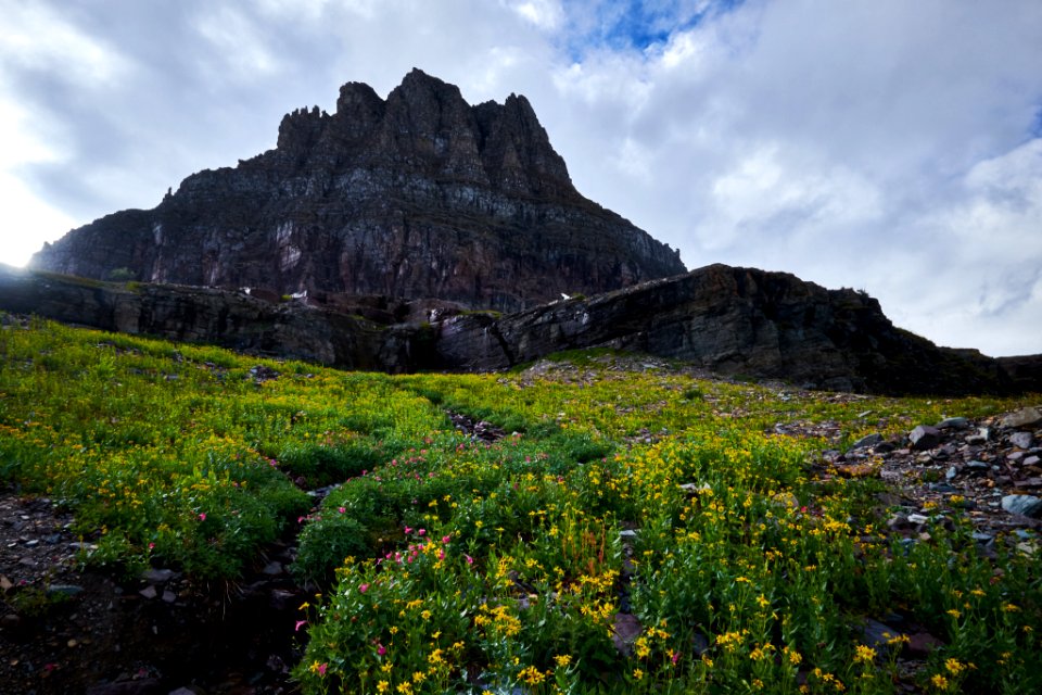 Flowers Of The Continental Divide (179483645)