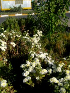 Flowers - Baghrud sq - Nishapur 4