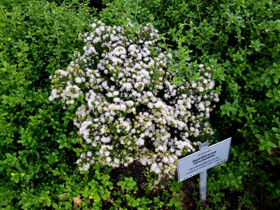 Flowers at Kirstenbosch botanical garden, Cape Town 10