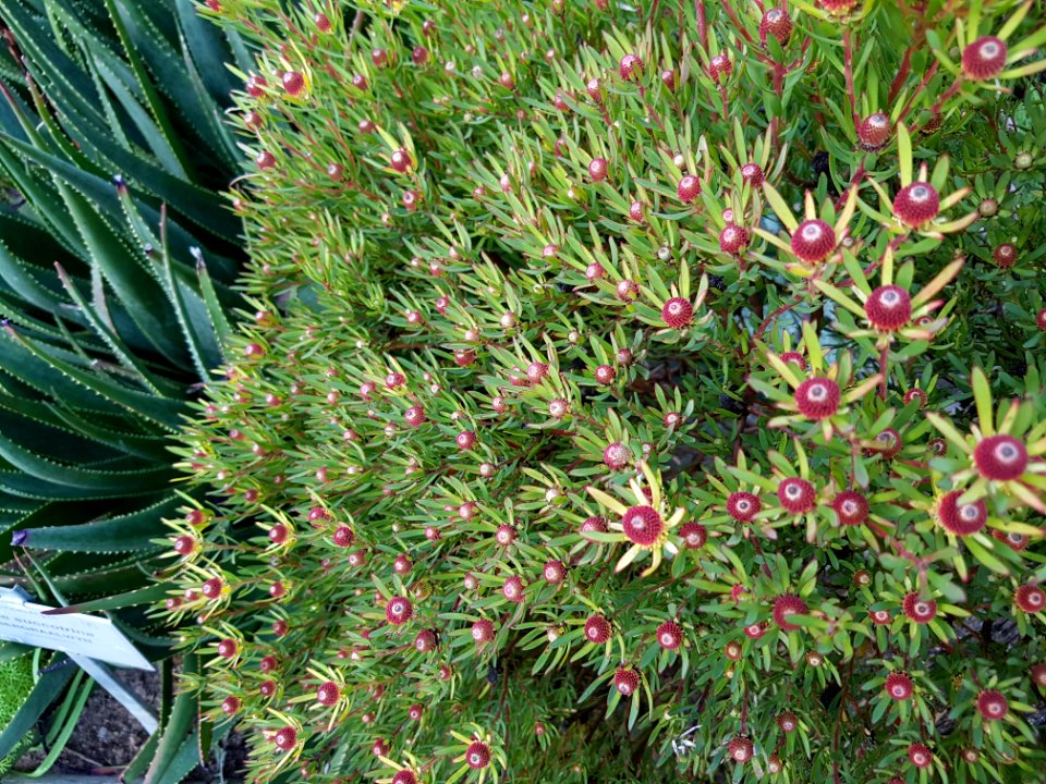 Flowers at Kirstenbosch botanical garden, Cape Town 09