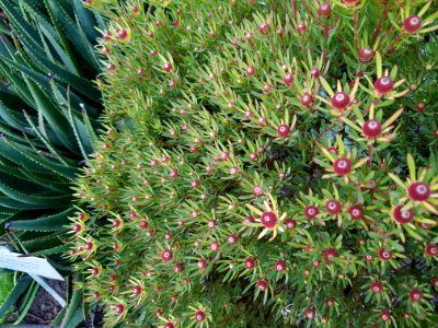 Flowers at Kirstenbosch botanical garden, Cape Town 09 photo