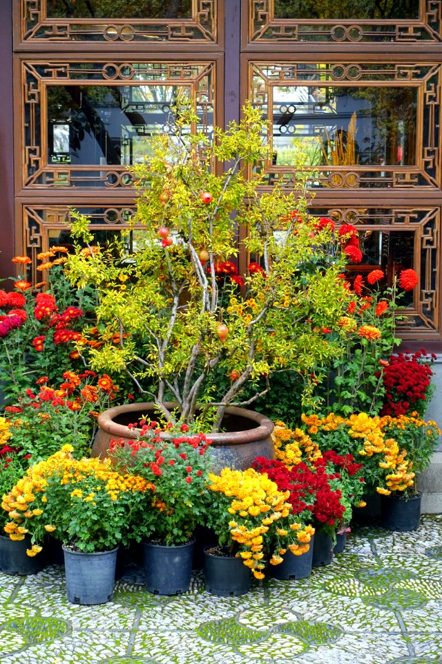 Flowers - Lan Su Chinese Garden - Portland, Oregon - DSC01252