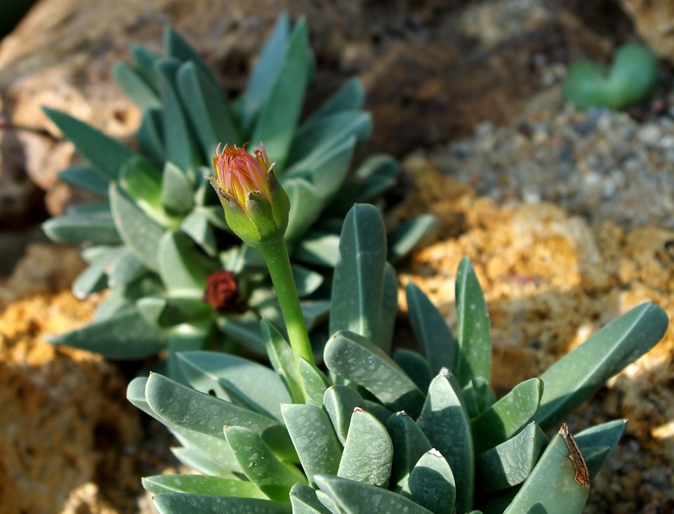 Flower of machairophyllum stenopetalum