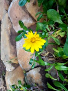 Flowers at Kirstenbosch botanical garden, Cape Town 36 photo