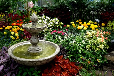 Flower display - Krohn Conservatory - DSC03601