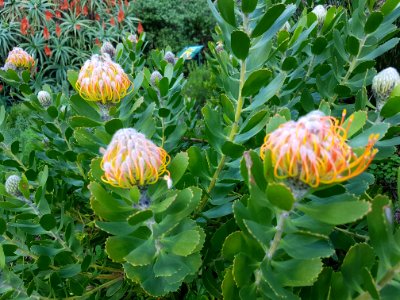 Flowers at Kirstenbosch botanical garden, Cape Town 05 photo