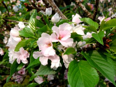 Flowers - Tunghai University - DSC01743
