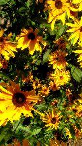 Flowers in Besat blve front of Sib Pizza - Nishapur 5
