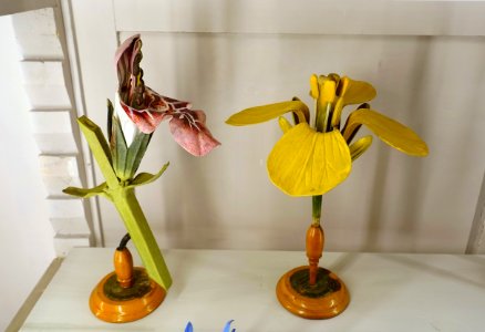 Flower models - Museu da Ciência da Universidade de Coimbra - University of Coimbra - Coimbra, Portugal - DSC09283