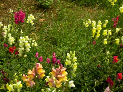 Flowers in Amin Islami Park (2)