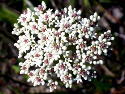 Flower Head Bairne Track
