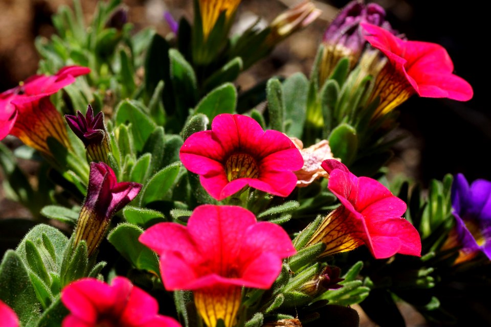 Flowers close-up 2