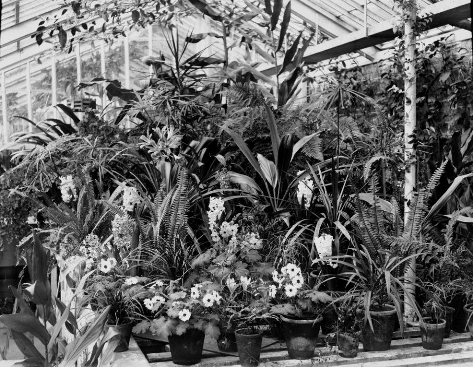 Flowers in a greenhouse (1294786)