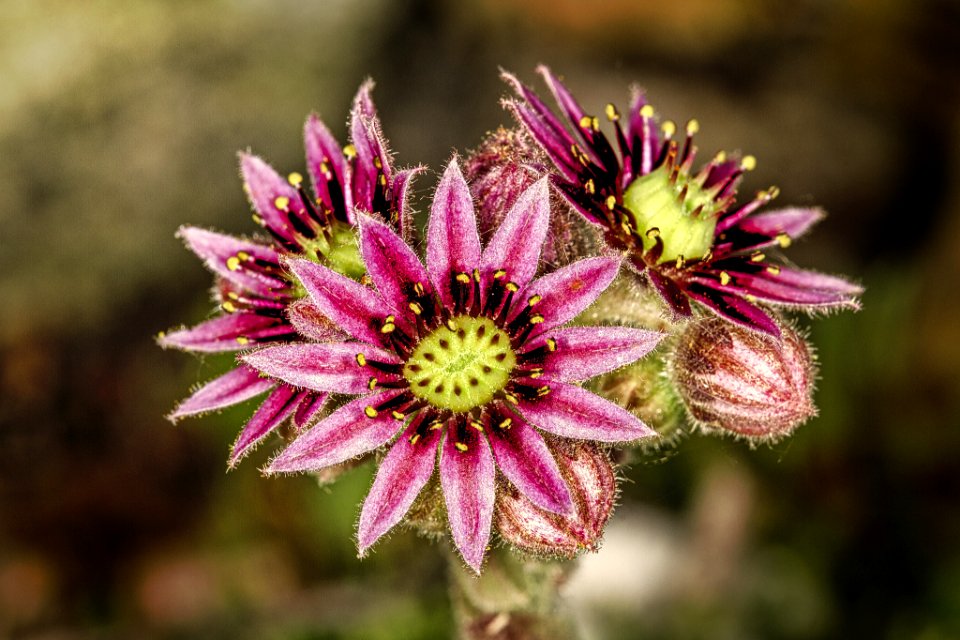 Flower On Cactus (221118205)