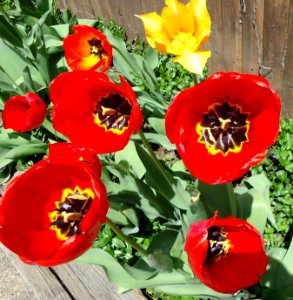 Flowers in a flower box Summit NJ