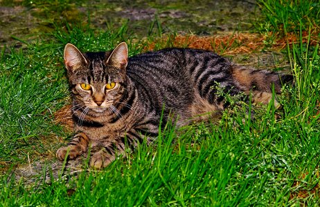 Domestic cat young cat cute cat