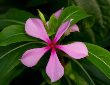 Flower in Kew Gardens 2