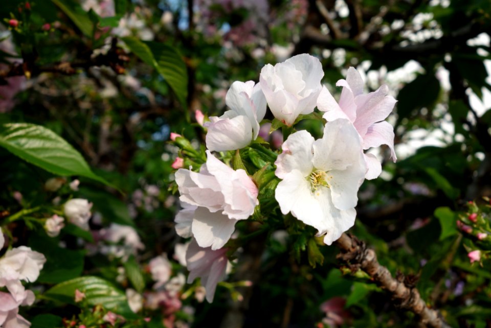Flowers - Tunghai University - DSC01737