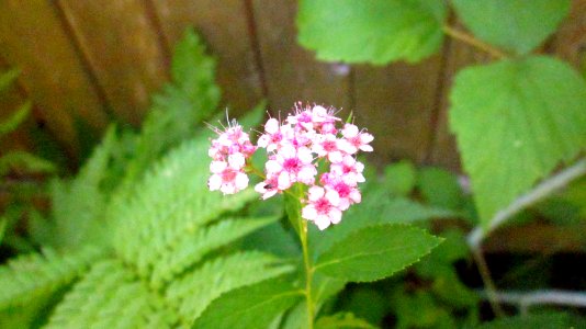 Flowers and fern leaf