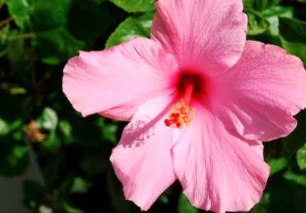Flowers (230593951)