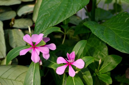 Flowers in Kew Gardens 3