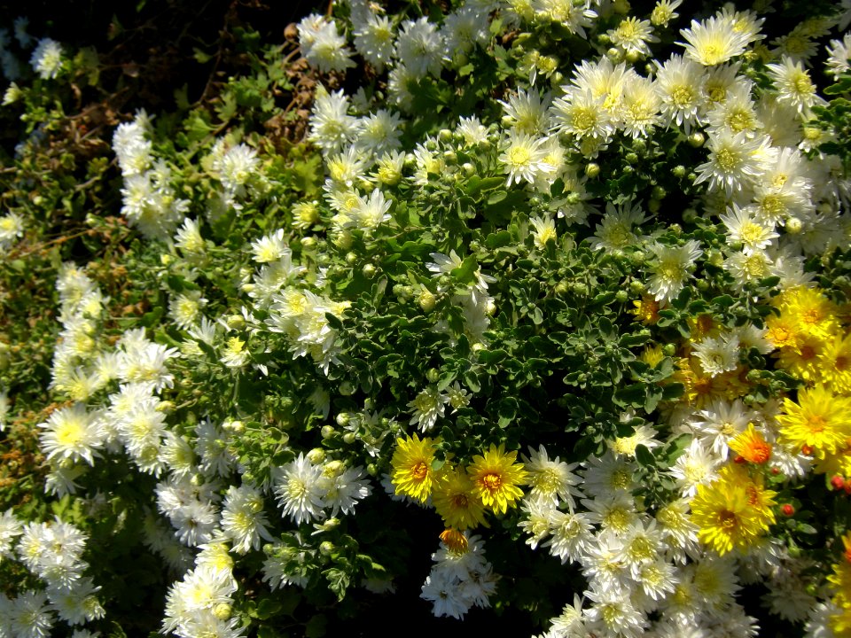 Flowers - Baghrud sq - Nishapur 2