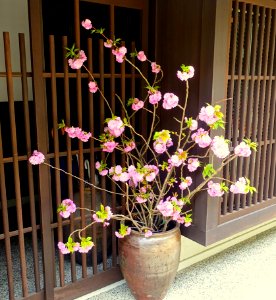 Flowers - Kanazawa, Japan - DSC00097