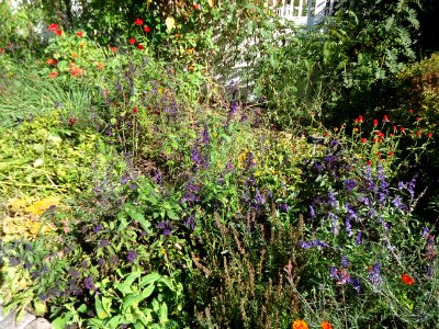 Flowers and plant life at the Frelinghuysen Arboretum
