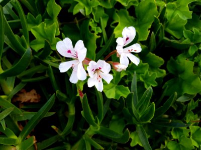 Flowers at Kirstenbosch botanical garden, Cape Town 35
