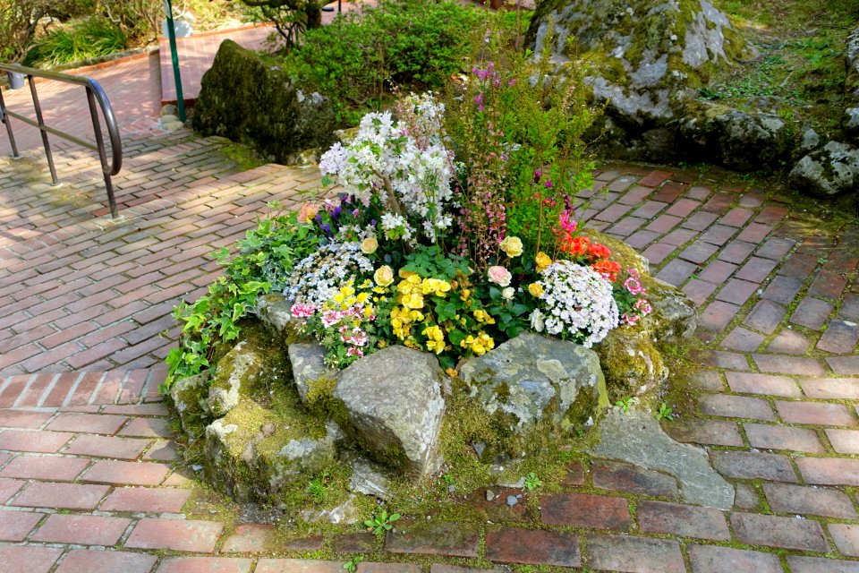 Flowers - Gora Park - Hakone, Kanagawa, Japan - DSC08600
