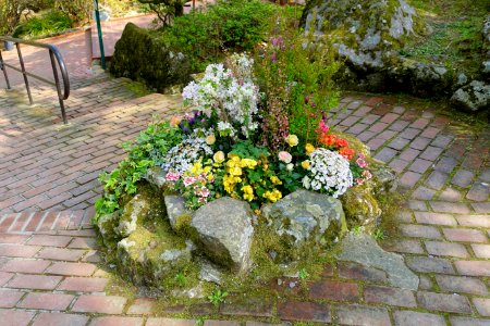 Flowers - Gora Park - Hakone, Kanagawa, Japan - DSC08600