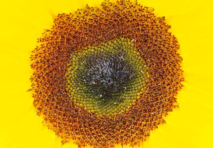 Yellow sun burst