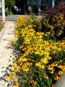 Flowers in Besat blve front of Sib Pizza - Nishapur 7