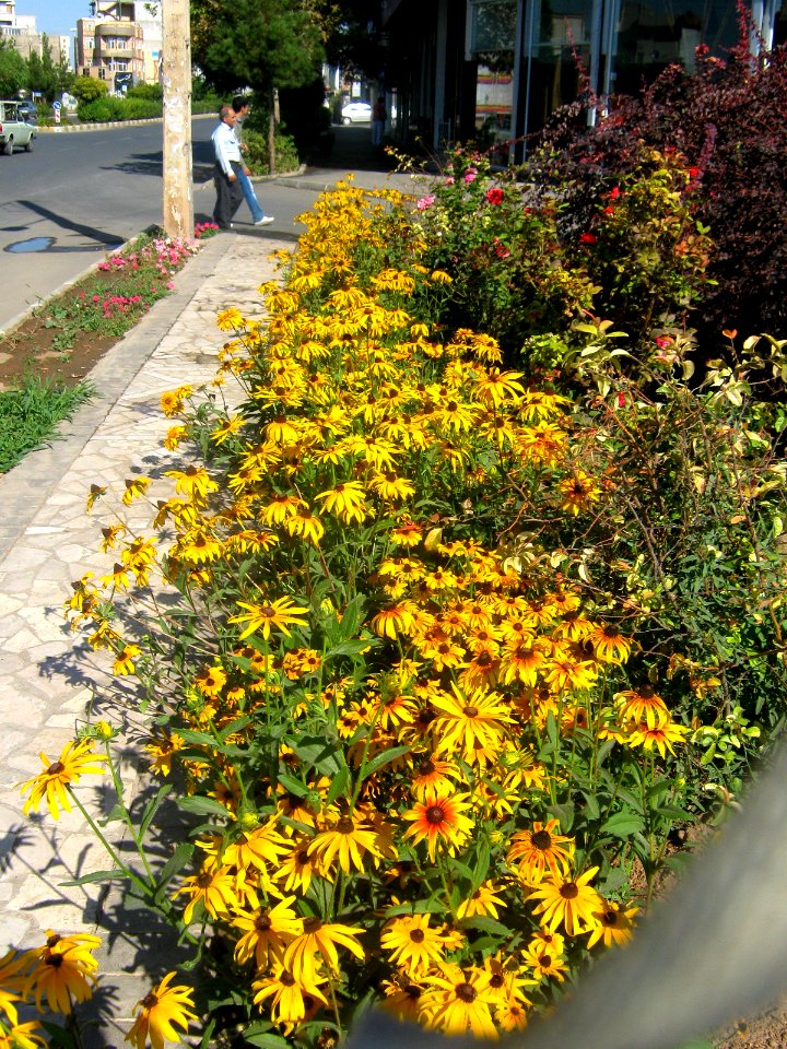 Flowers in Besat blve front of Sib Pizza - Nishapur 2