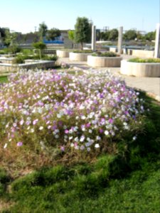 Flowers - near baghrud sq - Nishapur 3