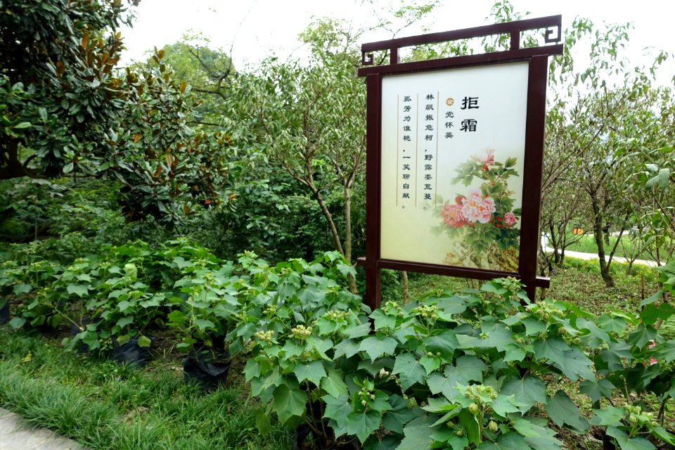 Flowers - Chengdu Botanical Garden - Chengdu, China - DSC03441