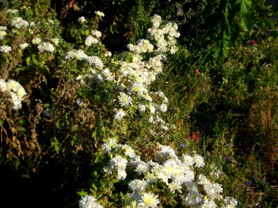 Flowers - Baghrud sq - Nishapur 5