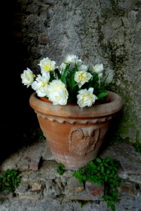 Flowers - Villa d'Este - Tivoli, Italy - DSC03870