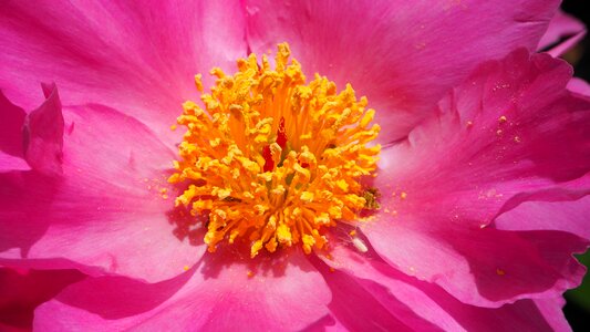 Close up flower pink