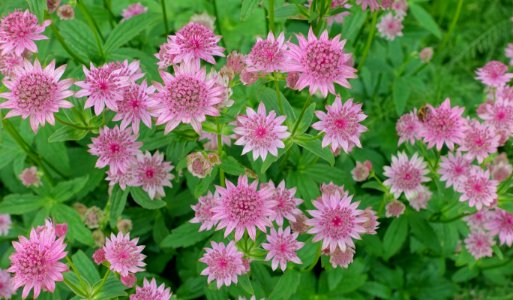 Flowers - Haddon Hall - Bakewell, Derbyshire, England - DSC02884 photo