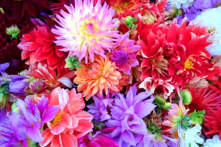 Flowers - Farmer's Market at the Ferry Building - San Francisco, CA - DSC03598 photo