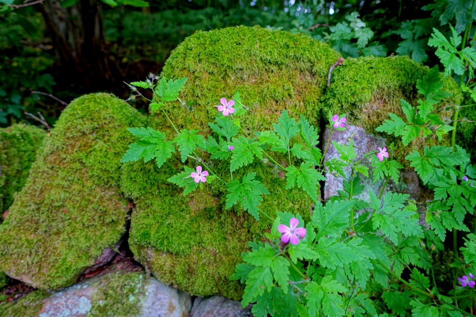 Flowers - Fountains Abbey - North Yorkshire, England - DSC00998