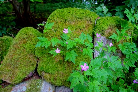 Flowers - Fountains Abbey - North Yorkshire, England - DSC00998