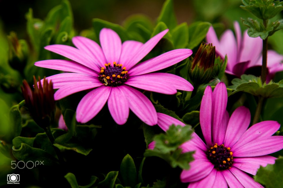 Flowers (210385737)