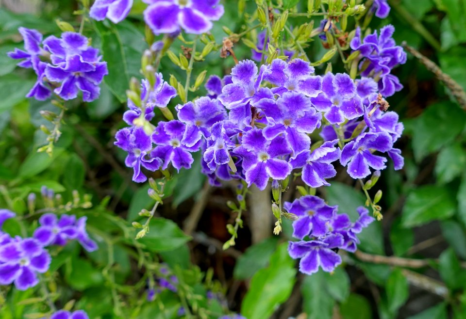 Flowers - Enoshima, Japan - DSC07834