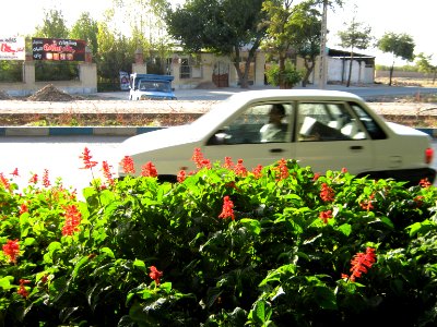 Flowers of Barier - Khayyam boulevard - Nishapur 07