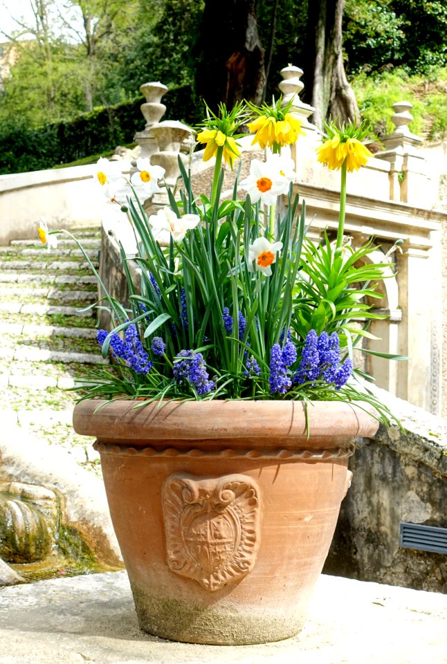 Flowers - Villa d'Este - Tivoli, Italy - DSC03961