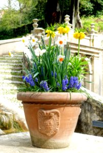 Flowers - Villa d'Este - Tivoli, Italy - DSC03961